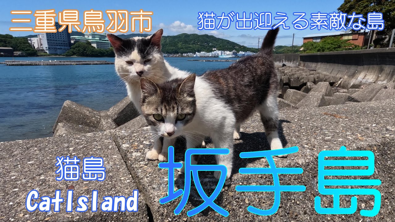 【三重県鳥羽市】坂手島で猫たちに癒されました【猫島】