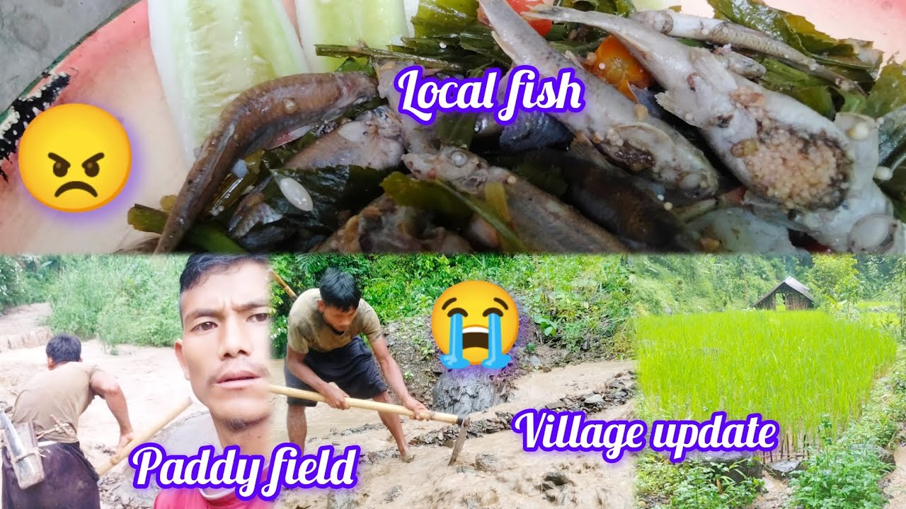 Village Update Paddy Field ||today special cook lacal fish eat naga style #Naga #update #paddyfield