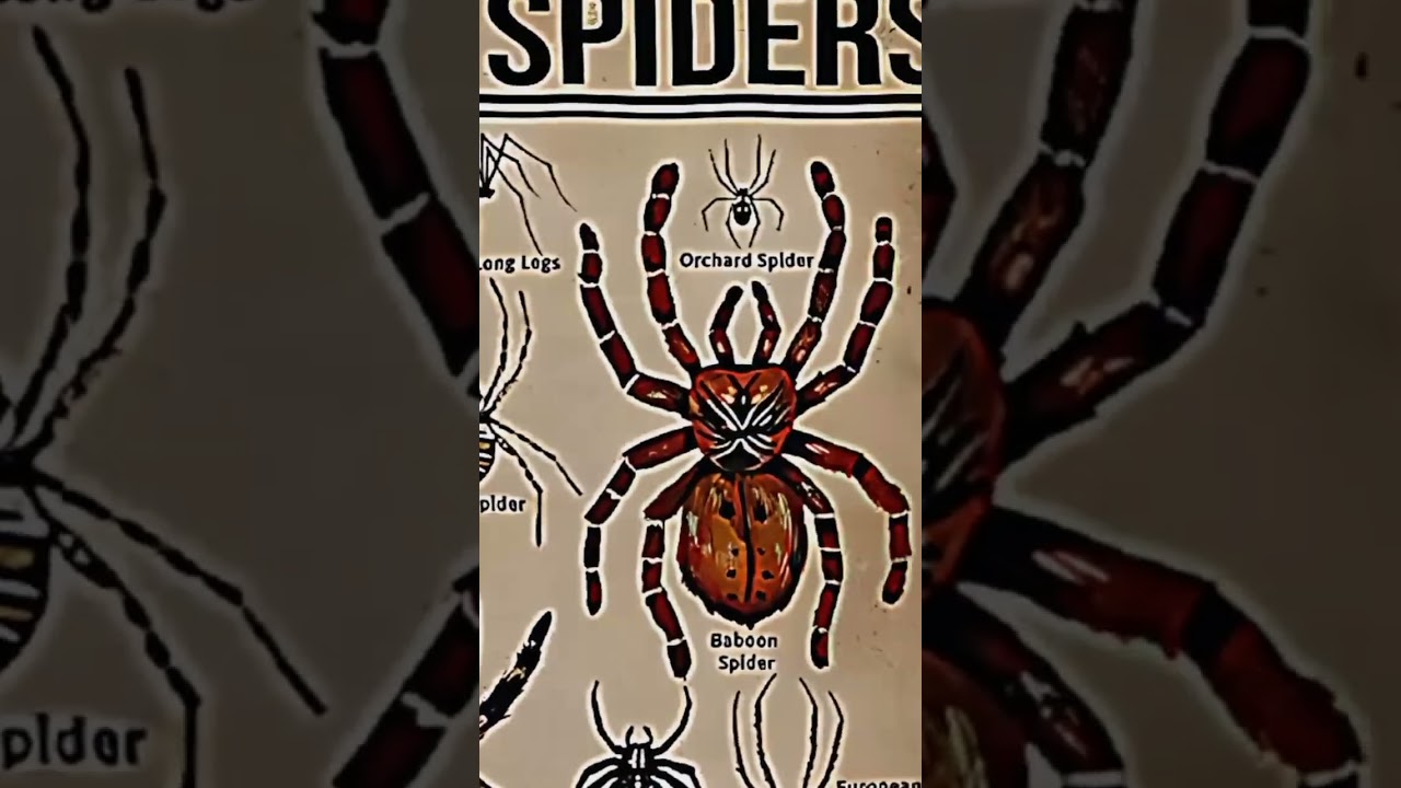 TYPES OF SPIDERS|PART - 4|GOLDEN SILK ORB WAVER|#creature #spider@LIKEMYTH