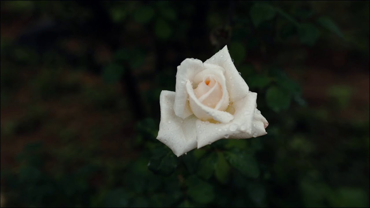 After the rain - Shot on Panasonic Lumix S5IIX (2026)