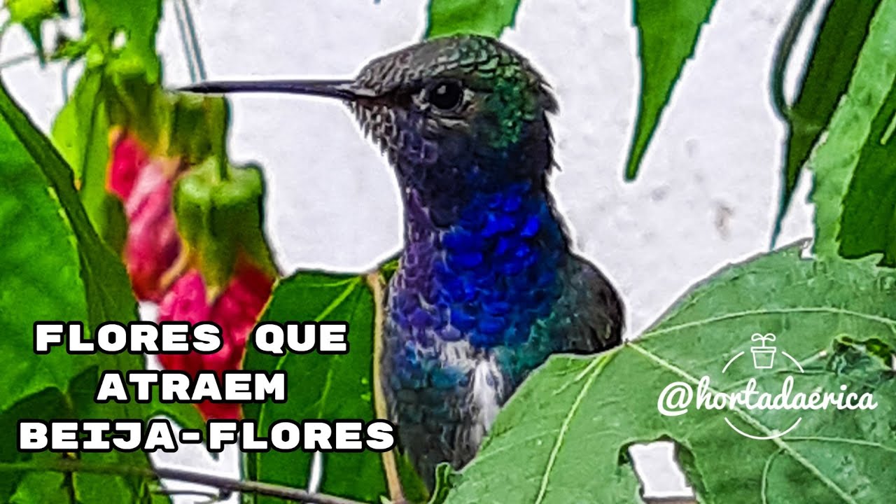 Flores que atraem beija-flores
