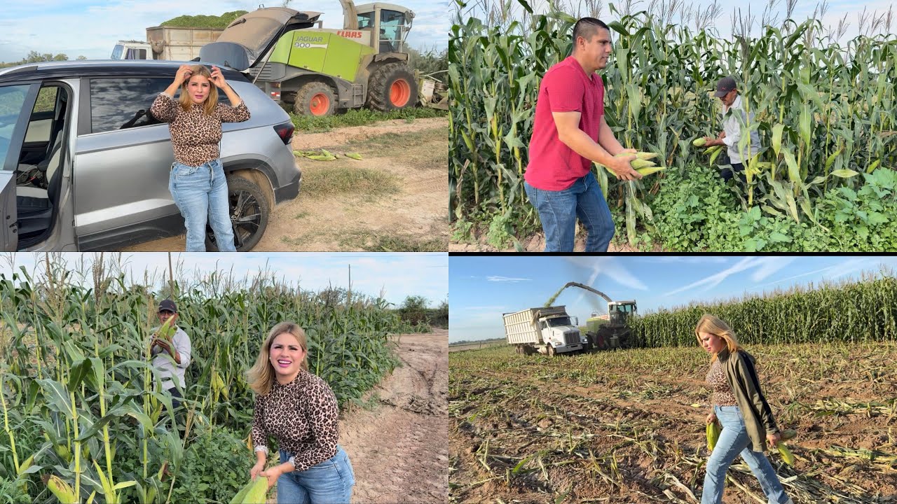 Fuimos a cortar elotes￼ antes de qué los trituraran en elcorazón agrícola de México, Guasave Sinaloa