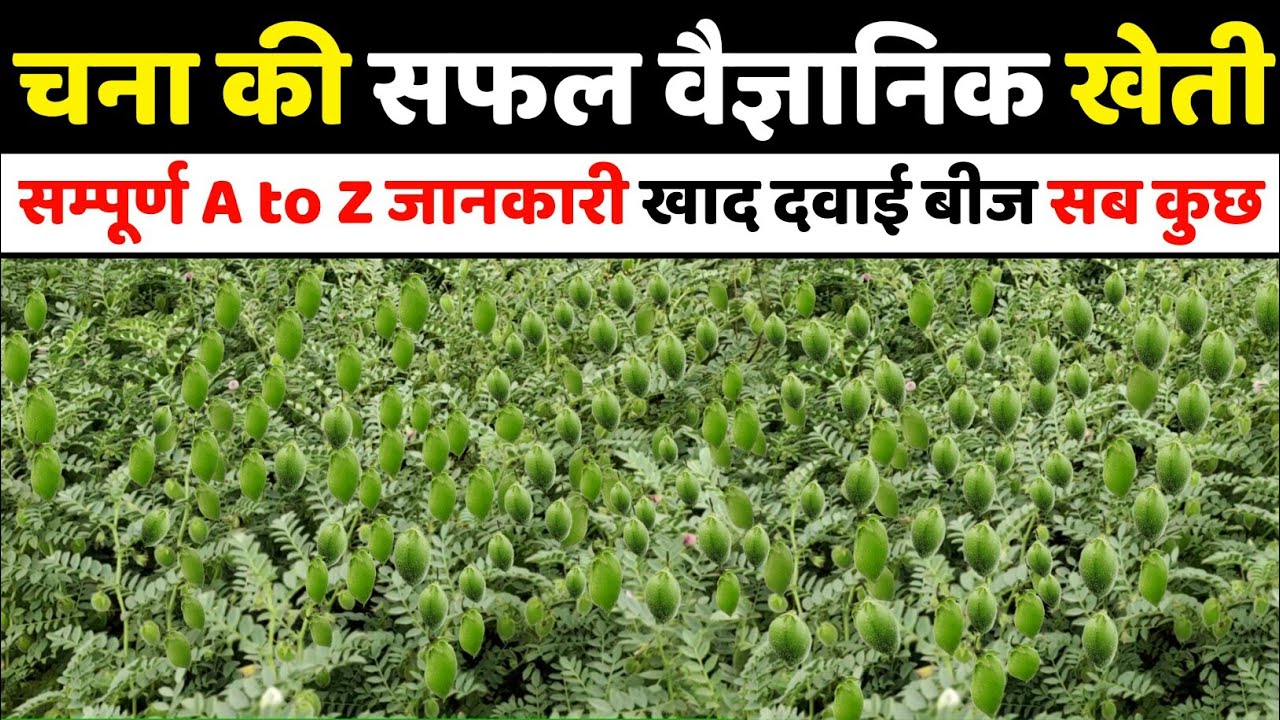 चना की खेती | Chana ki kheti | Dollar chane ki kheti kaise karen | A to Z Video |Advance agriculture