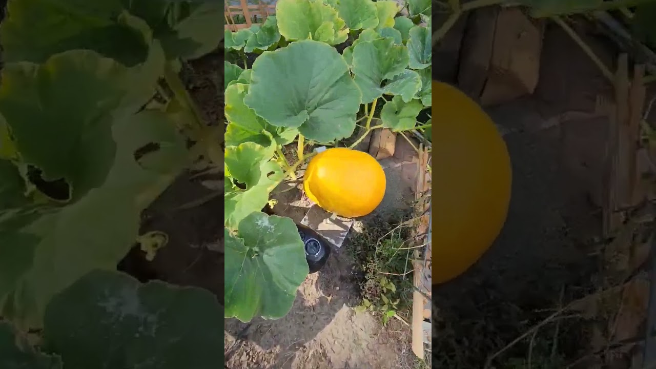 Attempt #1,  Atlantic Giant Pumpkins, 2022.
