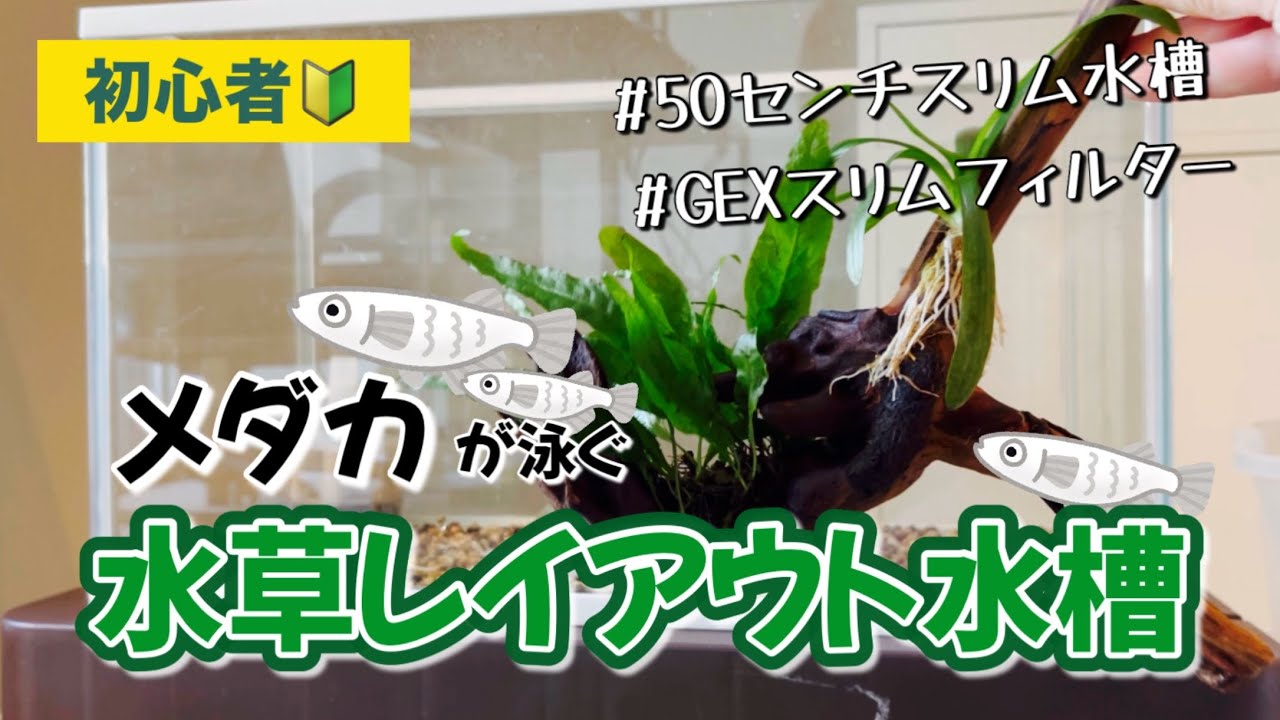 【初心者】知識ゼロだけど水草レイアウト水槽っぽいの作ってメダカを泳がせるぞぉ！！