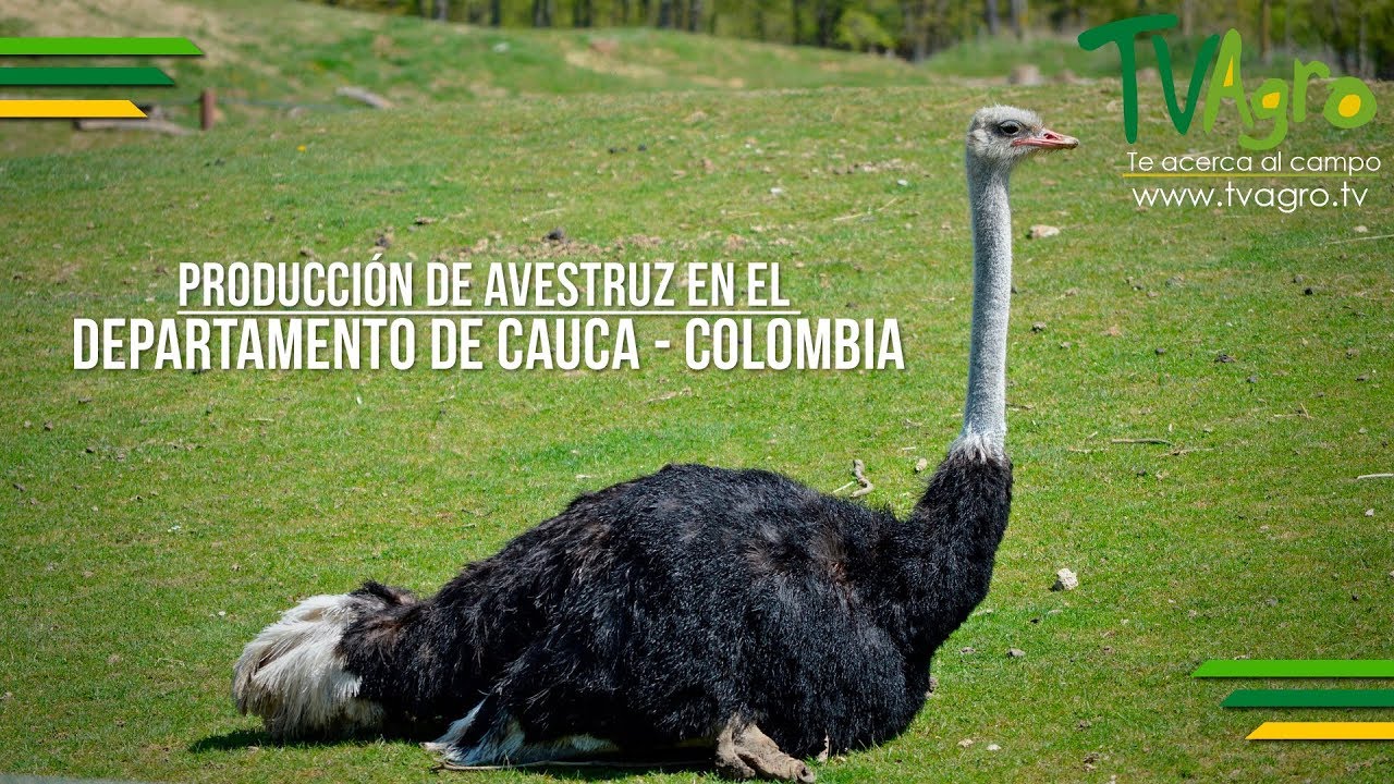 Producción de Avestruz en el Departamento de Cauca - Colombia - TvAgro por Juan Gonzalo Angel