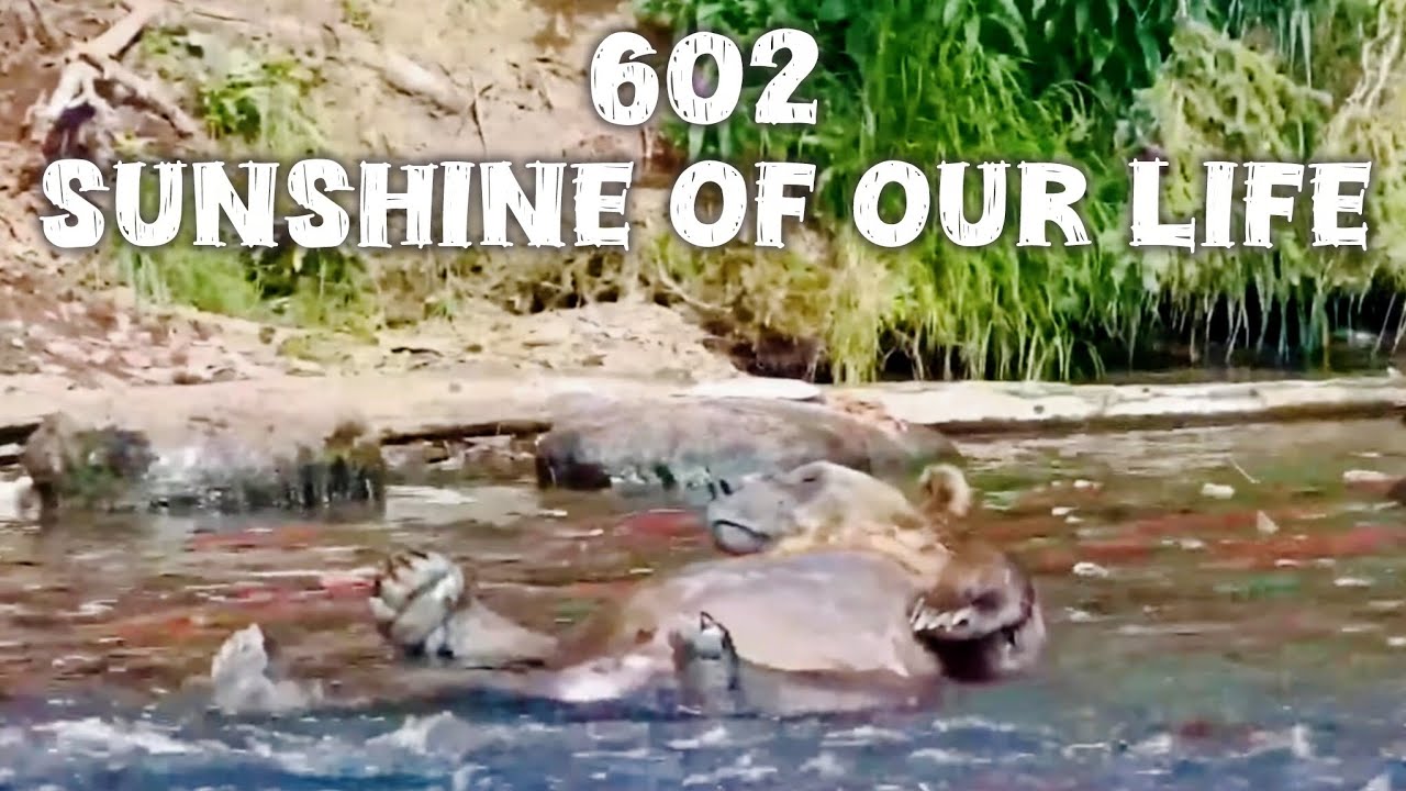 602 With More Fun Antics ▪︎ 8/5/25 ▪︎ Katmai Brown Bears ▪︎ Explore.org 