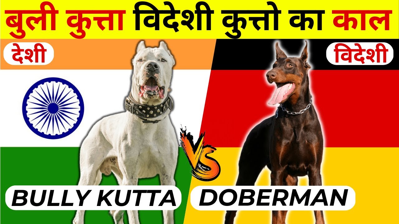 5 Bully Kutta Vs Doberman Fight Comparison 2023 | Indian Dog Breeds Vs Foreign Dog Breeds