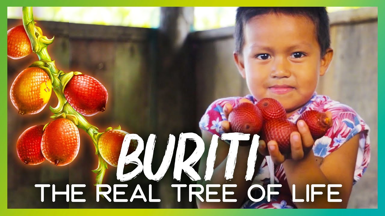 🌴 BURITI: The TREE of LIFE 🐒   | AMARUMAYU Community