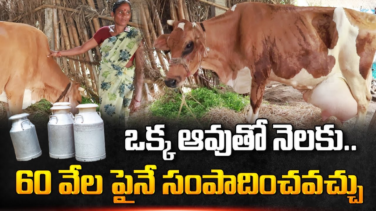 ఒక్క ఆవుతో నెలకు 60 వేలు... | Ramakrishnapuram,  Srikakulam | @SumanTVNews