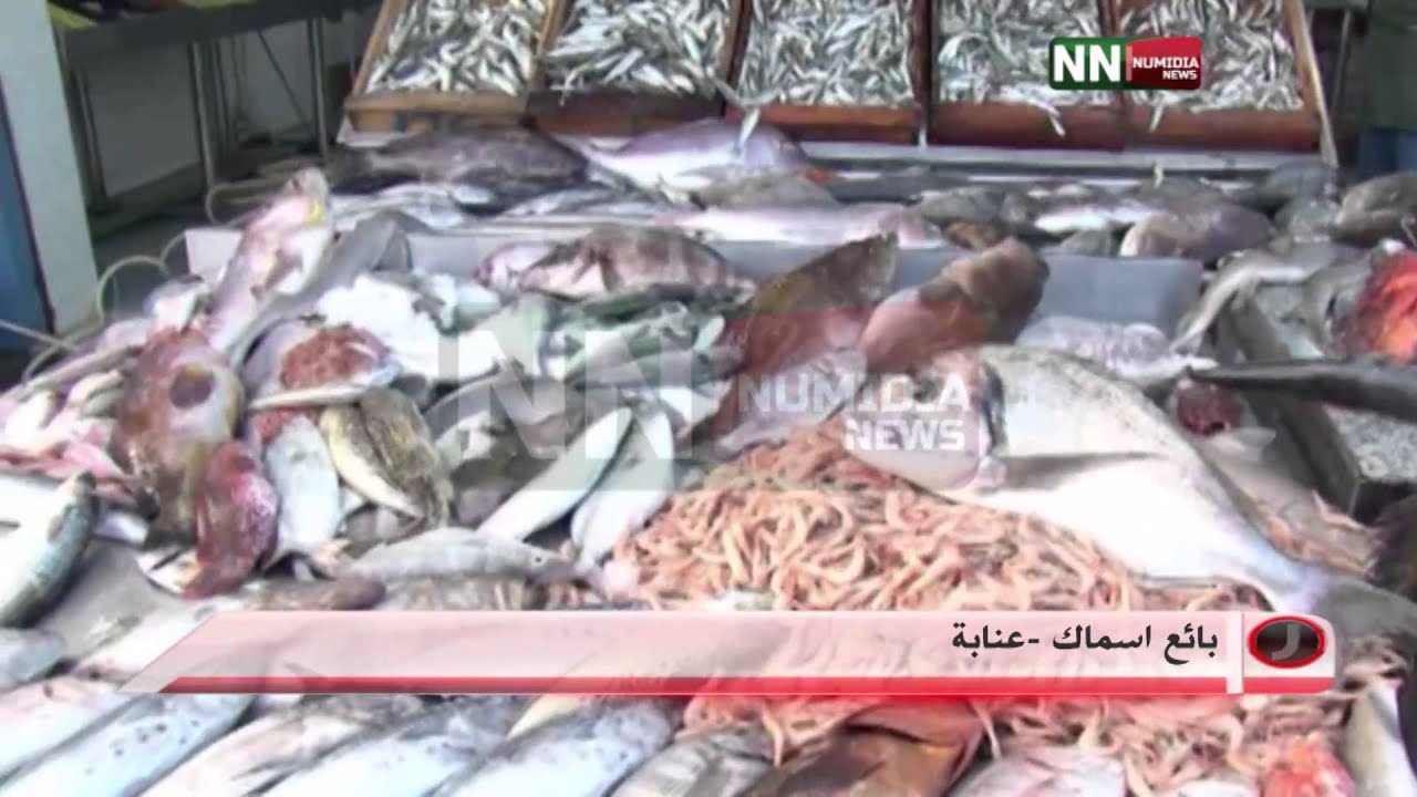 نوميديا نيوز: عنابة...أسواق السمك بين تنوع العروض وحدة الأسعار وتردد المستهلك