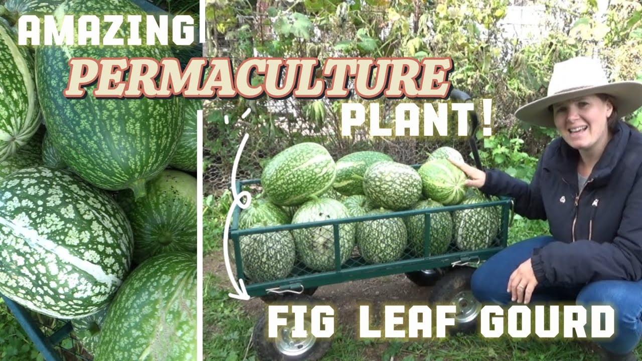 The amazing permaculture plant - The Fig Leaf Gourd | Put this in a Food Forest! | Summer garden
