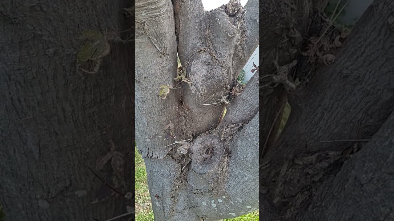 Tree Strunk 
