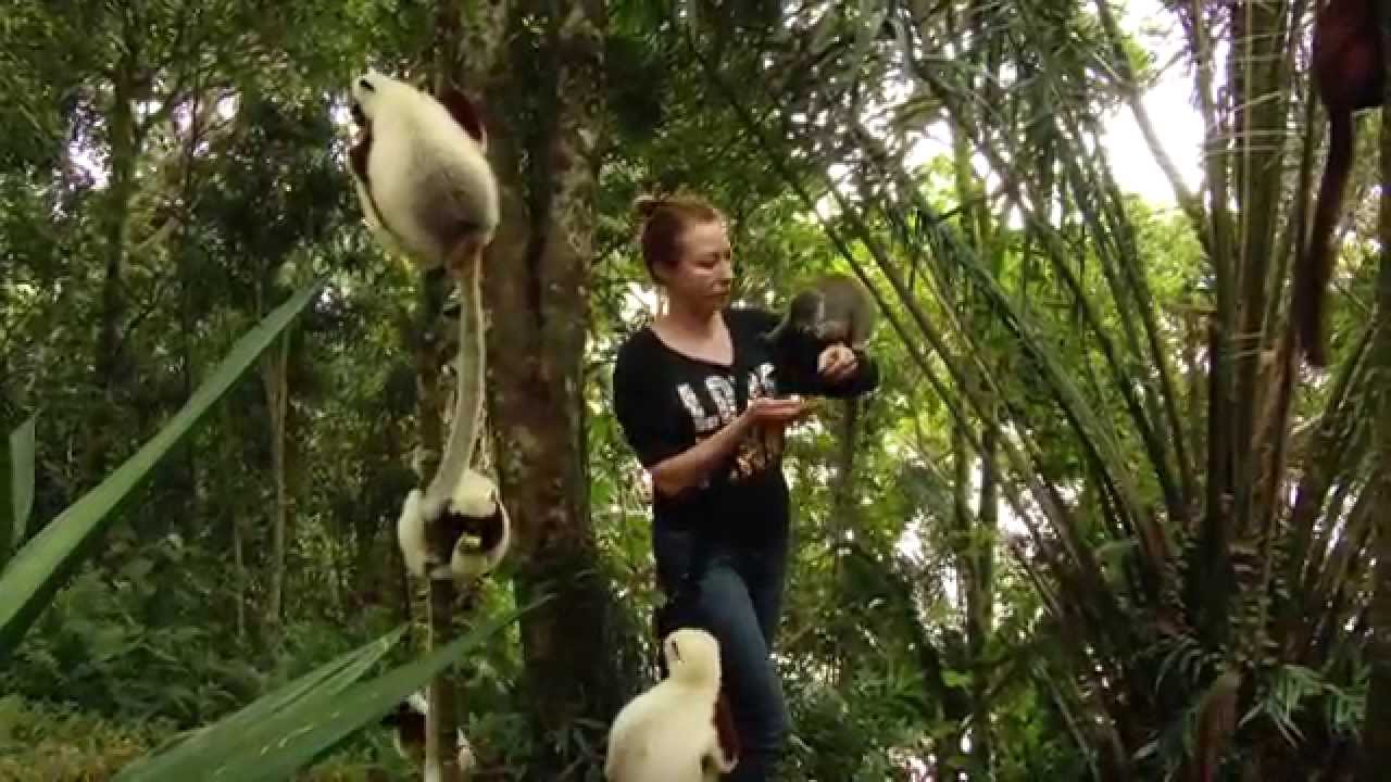 Trip to Madagascar in full HD, Lemurs, Baobab Valley, Chameleons and more