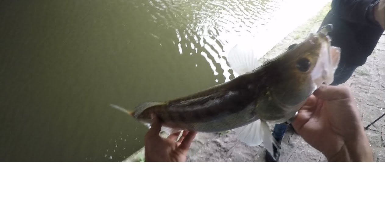 #streetfishing #Gent: a big fish under the bridge
