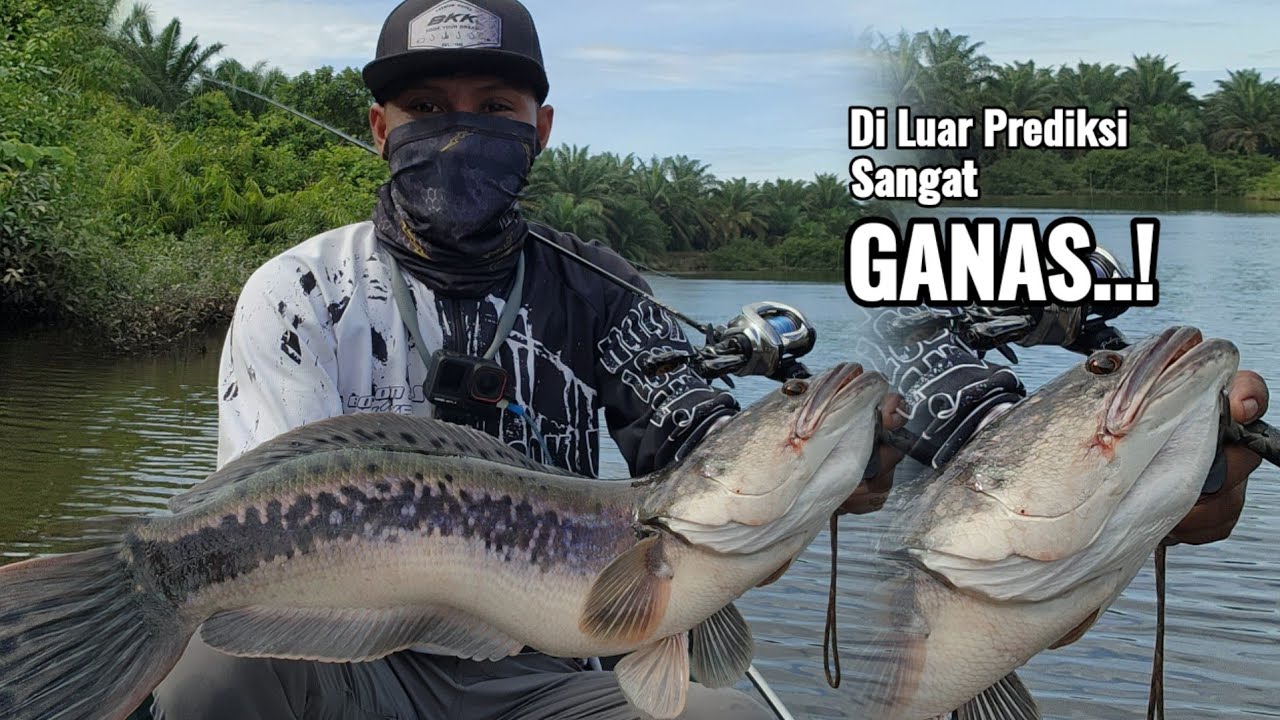 DI LUAR DUGAAN.! MEMASUKI SPOT SURGA NYA TOMAN || SAMBARAN² DAHSYAT MONSTER TOMAN