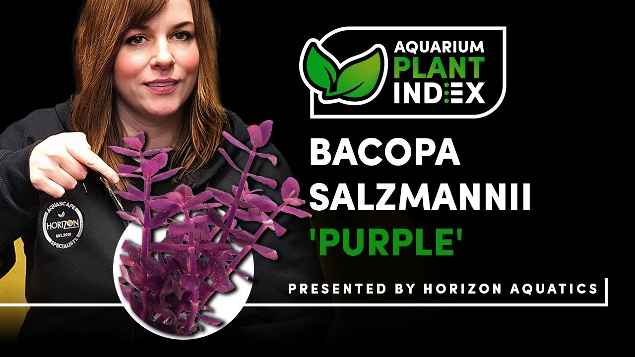 Bacopa Salzmannii Purple: Aquarium Plant Index