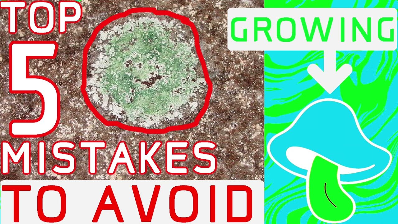 Top 5 Mistakes Growing Mushrooms