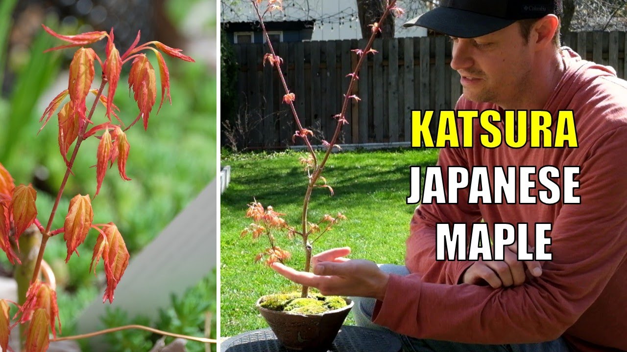 My Katsura Japanese Maple Bonsai: First Potting