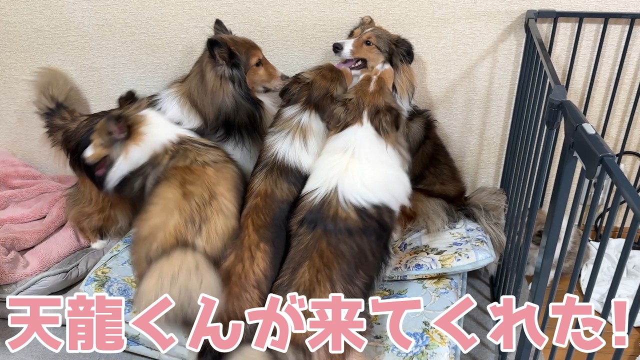 【シェルティ】天龍くんが来てくれたよ🐾【合宿だ】