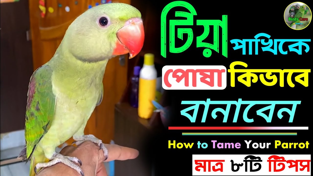 টিয়া পাখি পোষা বানাবেন কিভাবে?🦜|| How to Tame Your Parrot || Only 7 Tricks🧭