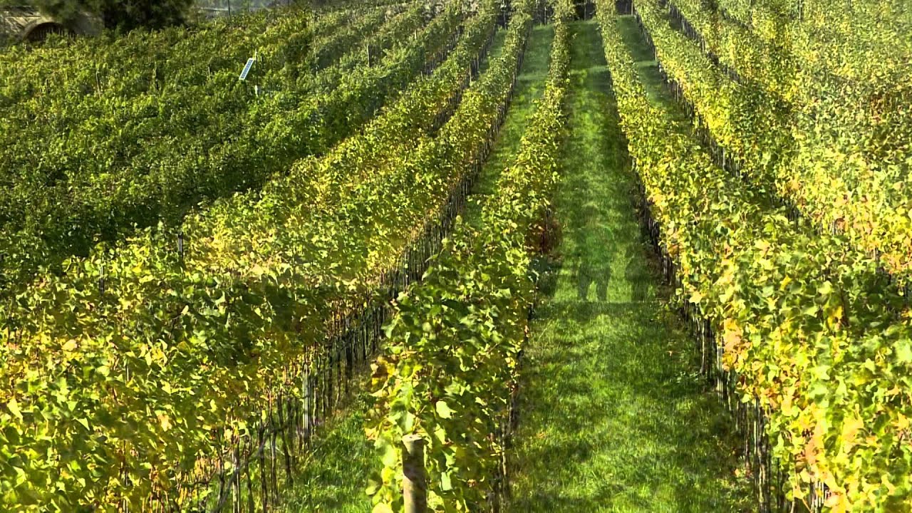 Terlaner Weinweg - Itinerario del vino di Terlano