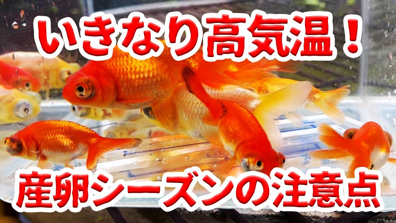 金魚産卵シーズン！！しかしいきなりの高水温。。