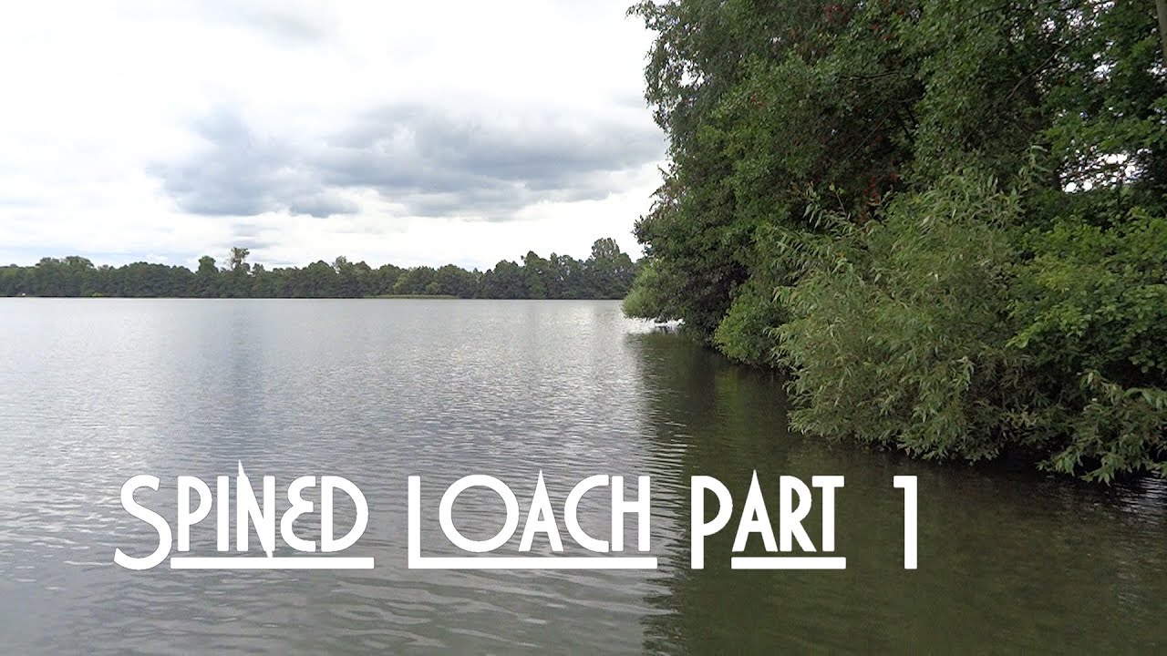 Spined loach (Cobitis taenia) Part 1 - Koza pospolita Subtitles [ENG]