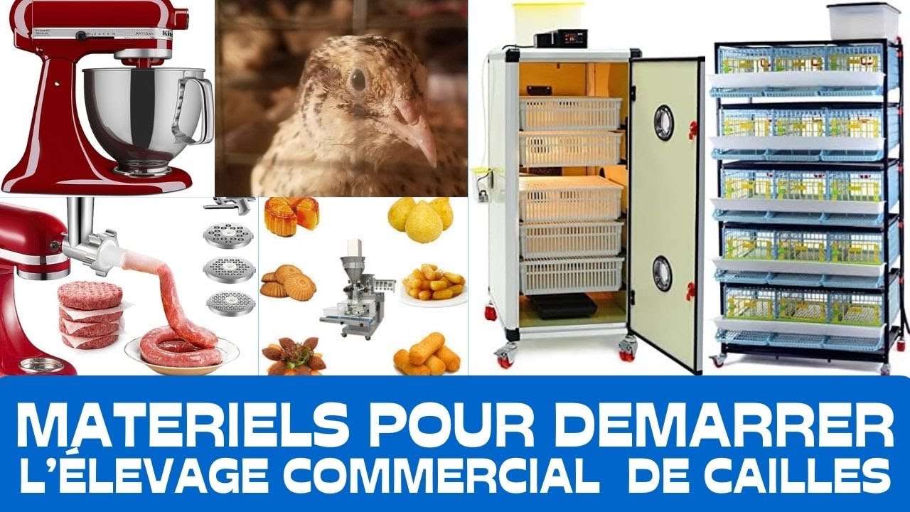 Elevage commercial Rentable de Cailles-Les Équipements Indispensables. 