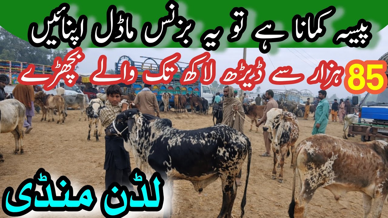 Luddan Cow Market Medium Range Bachra Price Update // Sahiwal Cholistani Calves For Qurbani /Farming