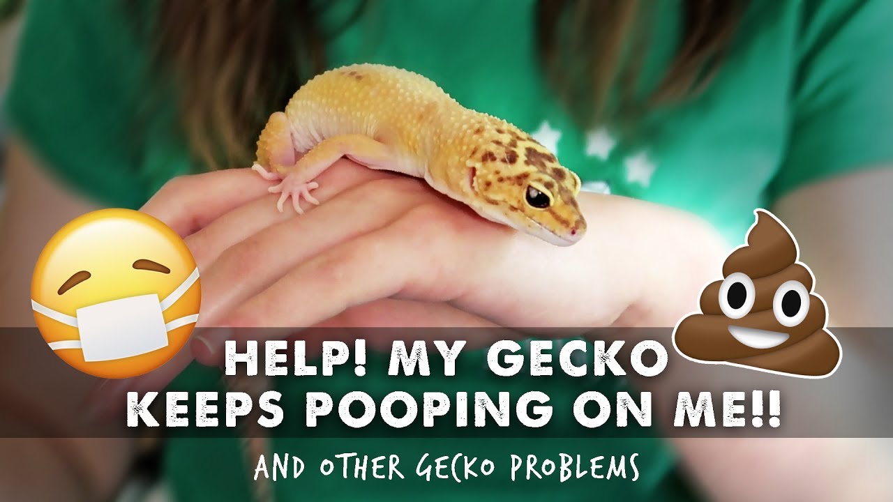 Feeding, Shedding & Bad Habits | Answering YOUR Leopard Gecko Questions!