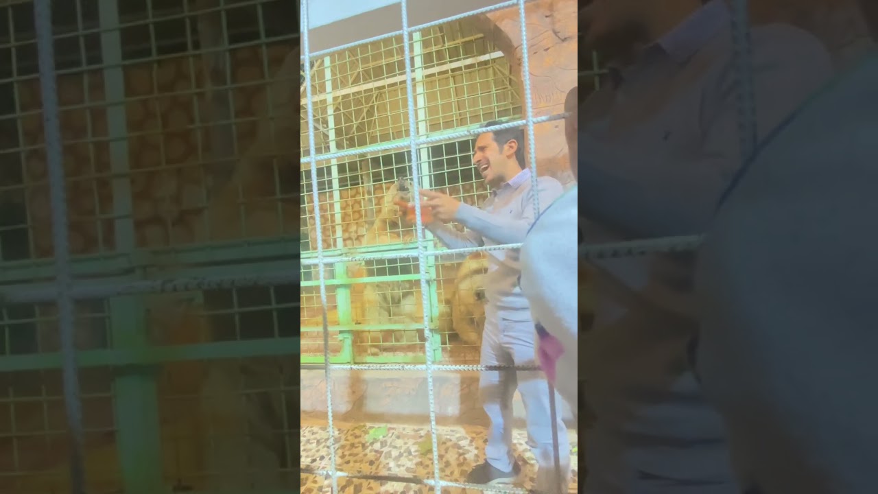 حديقه حيوان الطائف #الدببة #ترويض #الطائف