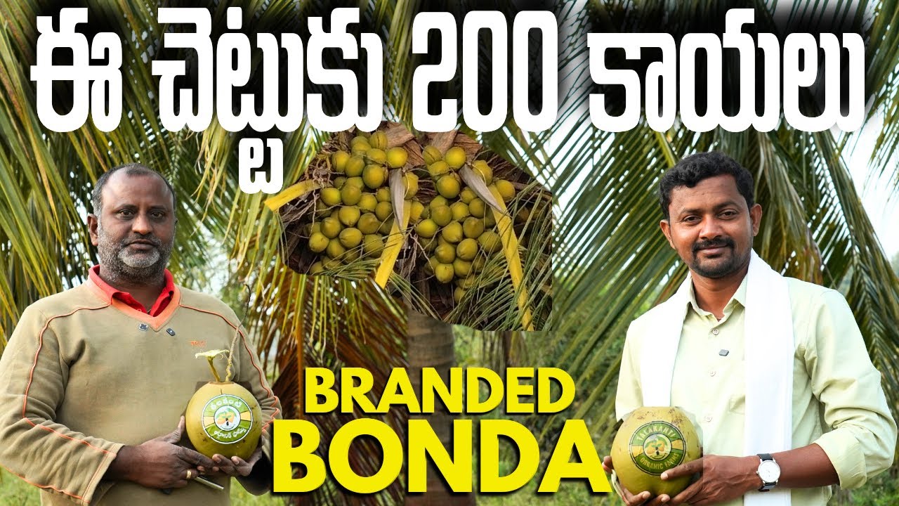 ఈ కొబ్బరి చెట్టుకు 200 కాయలు | Coconut Farming