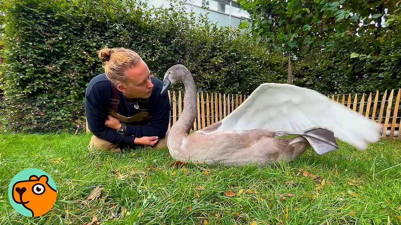 Baby Swan Grows Out to Become Man's Best Friend | Cuddle Buddies