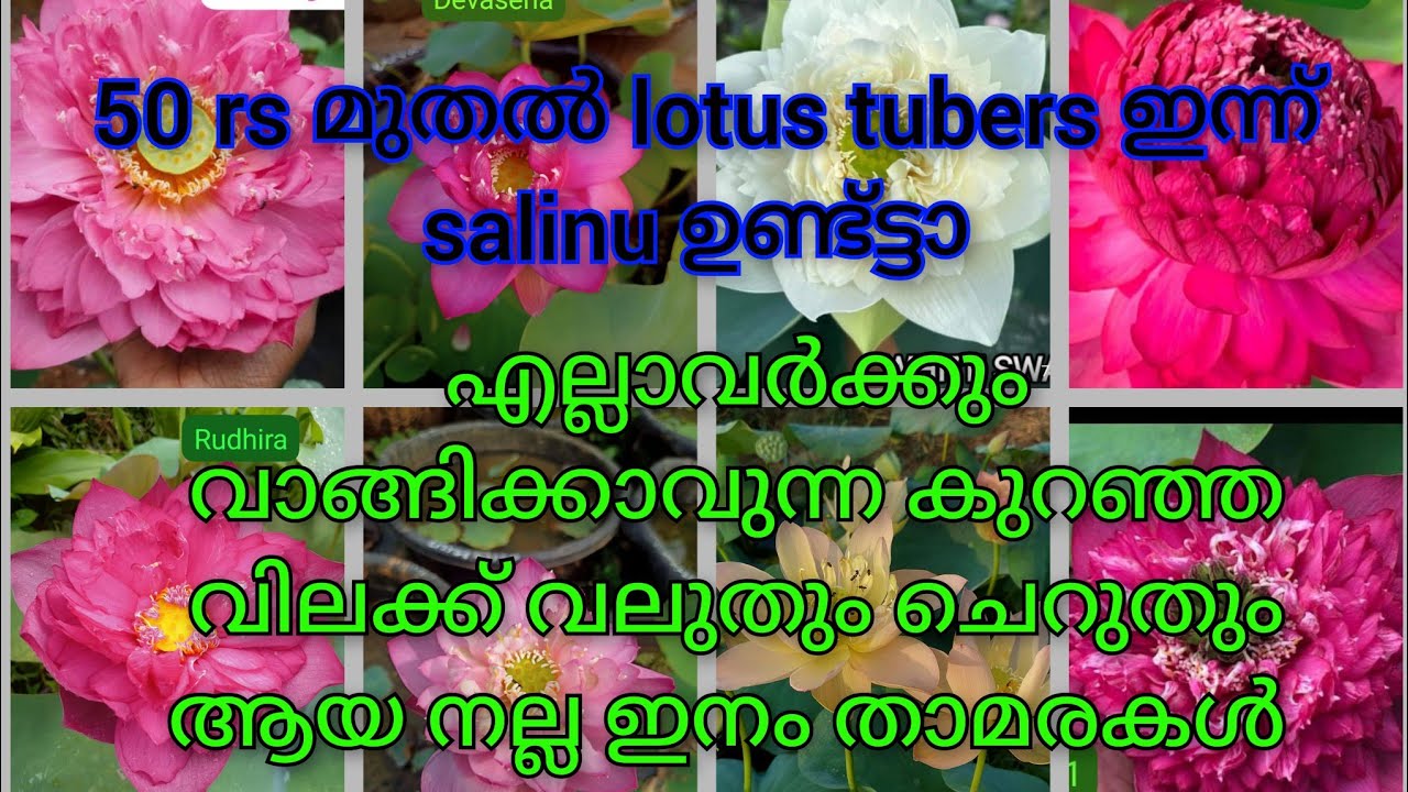 Lotus tubers for sale 50rs tubers....