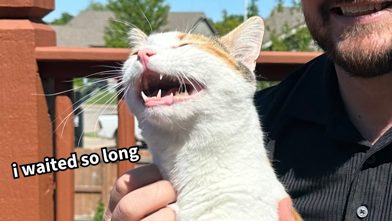 Cat’s Heartwarming Reaction To Daddy FINALLY Coming Home