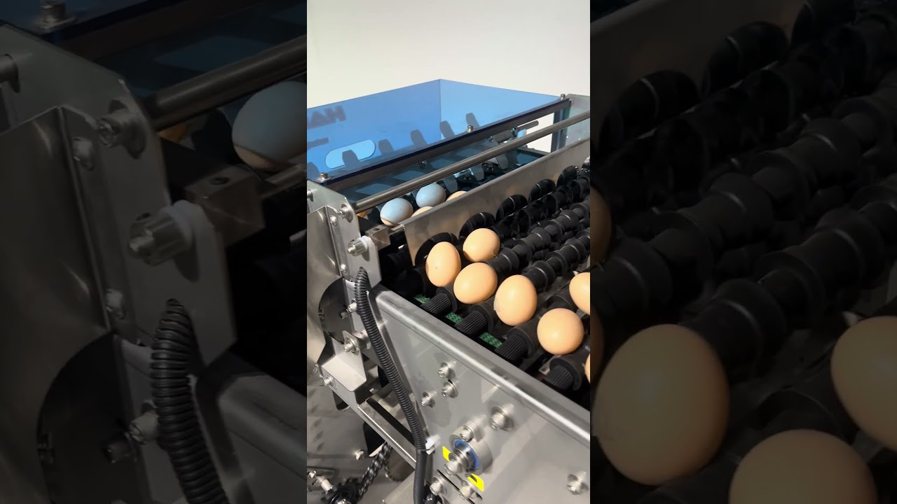 Automatic egg collecting machine for poultry farms, automatically sorting and packaging eggs
