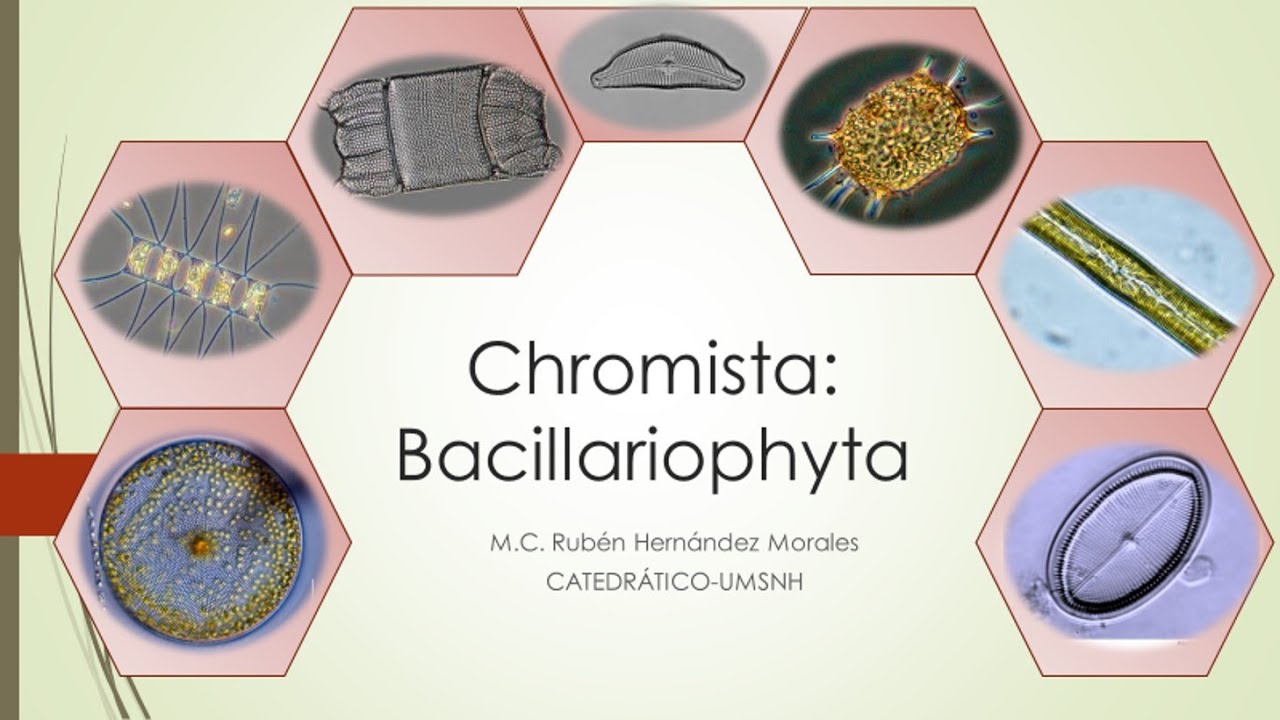 Introducción al estudio de las Diatomeas (Bacillariophyta)