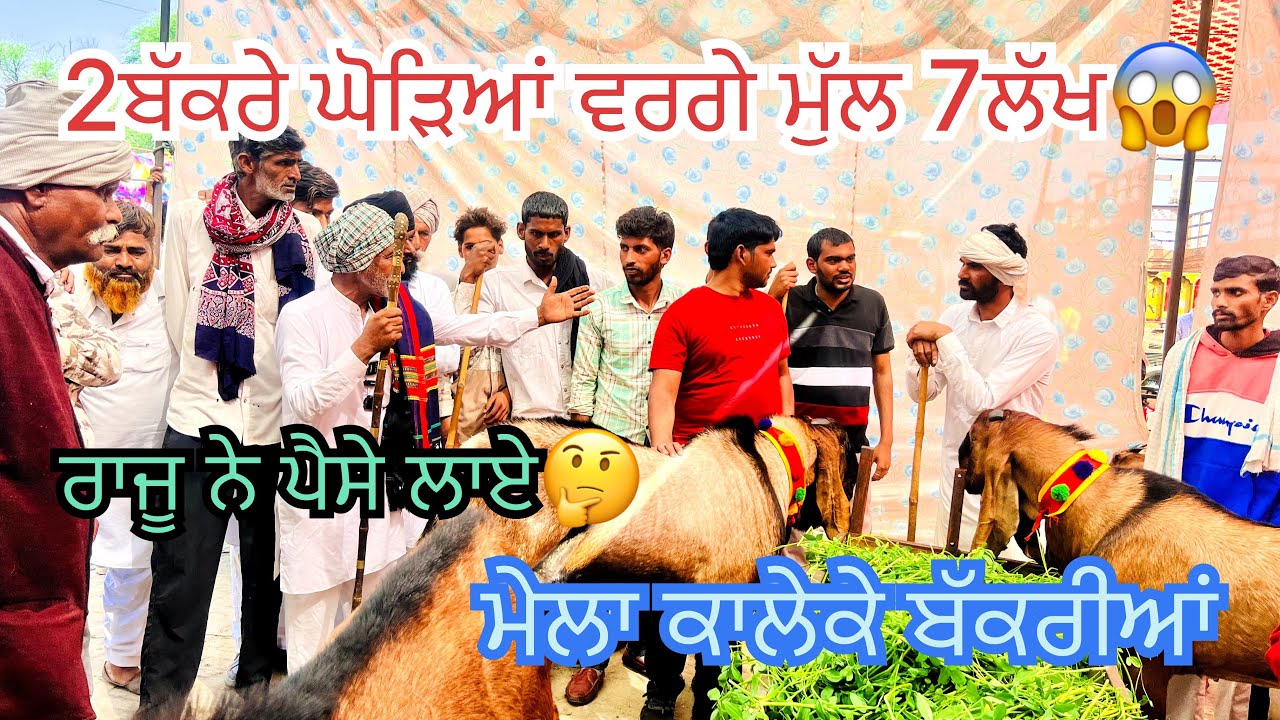 ਮੇਲਾ ਕਾਲੇਕੇ ਸੀਤਲਾ ਮਾਤਾ ਬਹੁਤ ਹੀ ਪਰਾਣਾ ਬੱਕਰੀਆ ਦਾ ਮੇਲਾ 2ਬੱਕਰੇ ਮੁੱਲ 7ਲੱਖ ਕਰਿਆ ਰਾਜੂ ਨੇ ਦੇਖੋ ਕਿੰਨਾ ਮੁੱਲ ਲਾ
