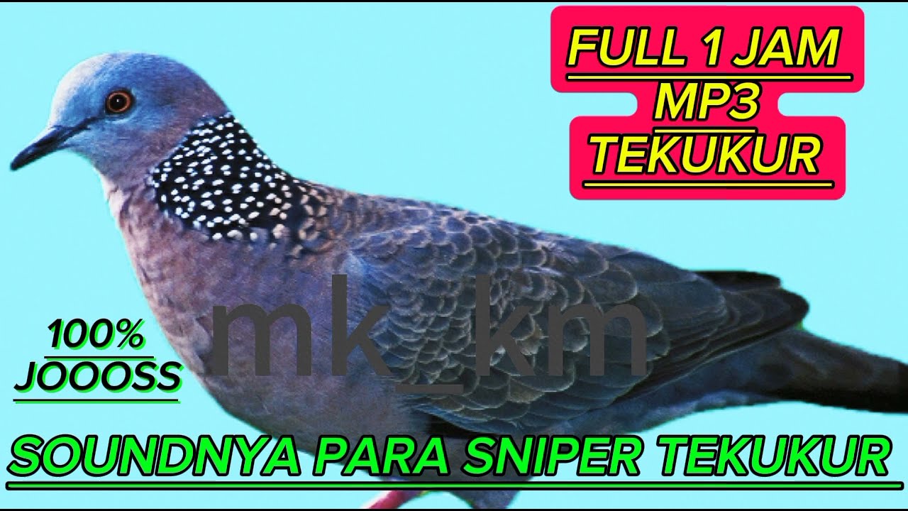 pikat & pancingan burung tekukur MP3 full satu jam paling banyak di cari sniper tekukur