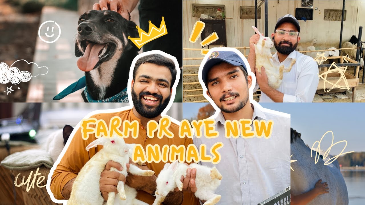 Farm Pr Aye New Animals😍 Welcome To Dazzyy, Mike And Spikee♥️