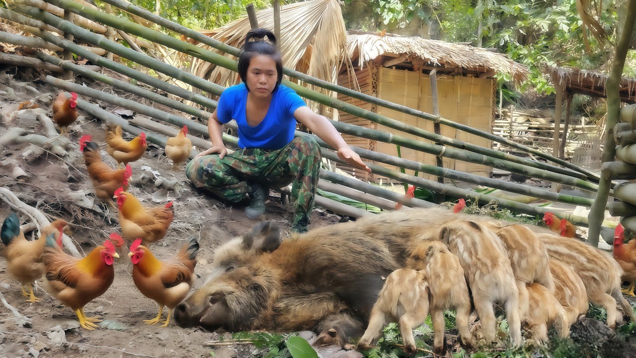Mother pig builds nest preparing to give birth, wild boar traces, traps, forest farm, green forest