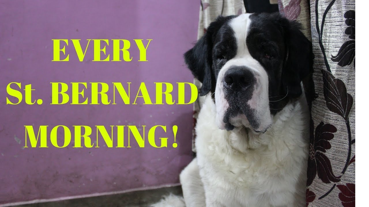 EVERY SAINT BERNARD MORNING | Wildly Indian