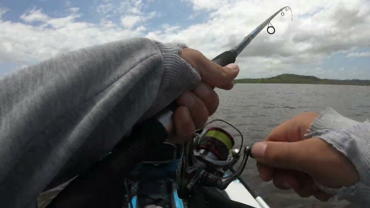 Yellowfin Barramundi? HUGE