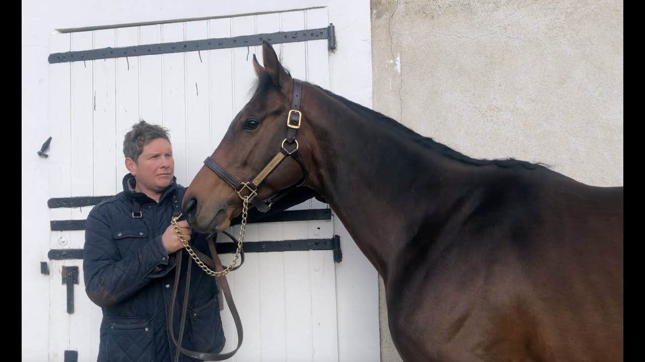 TELECASTER - Haras du Mesnil - Tournée des Étalons du Grand Ouest 2020