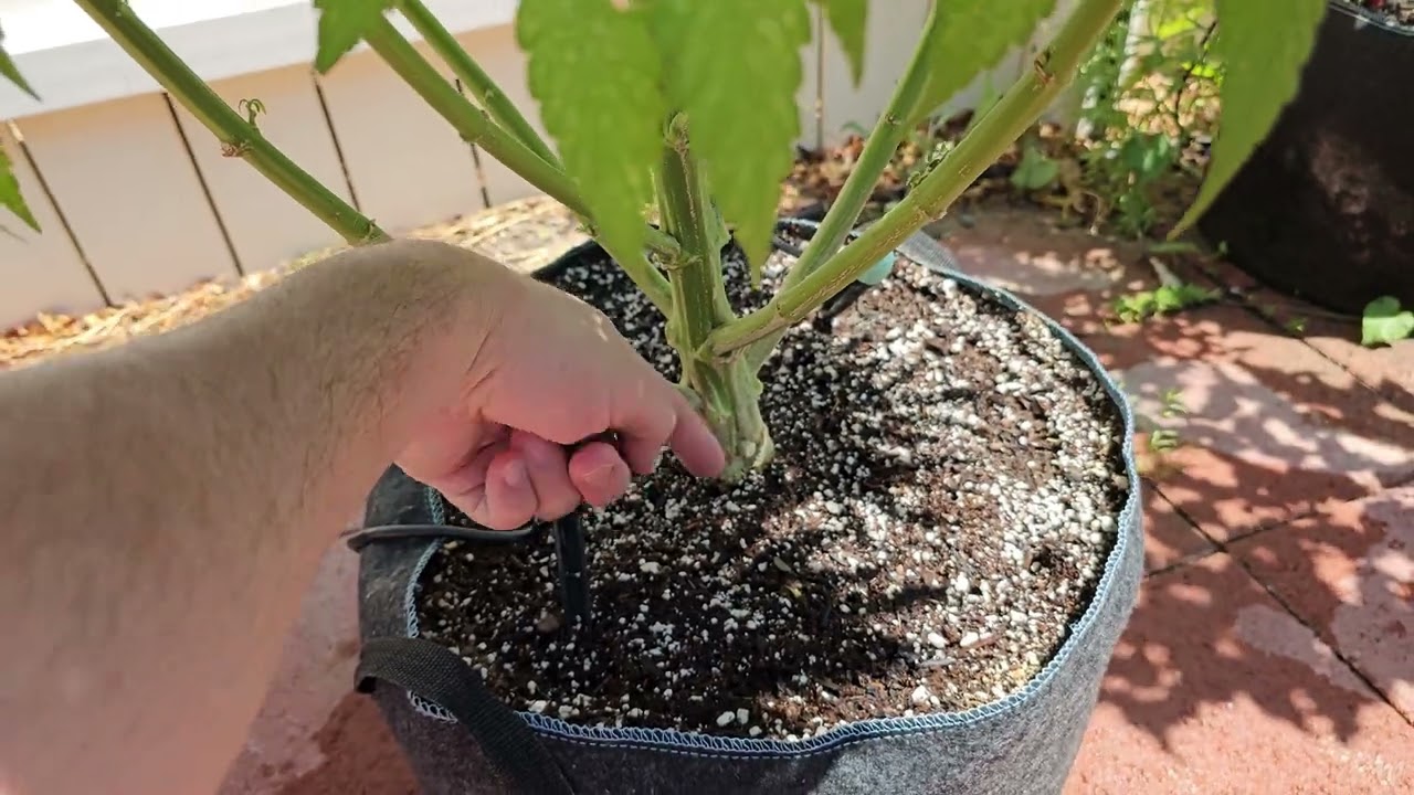 2025 Cannabis Grow - FLOWER BEGINS