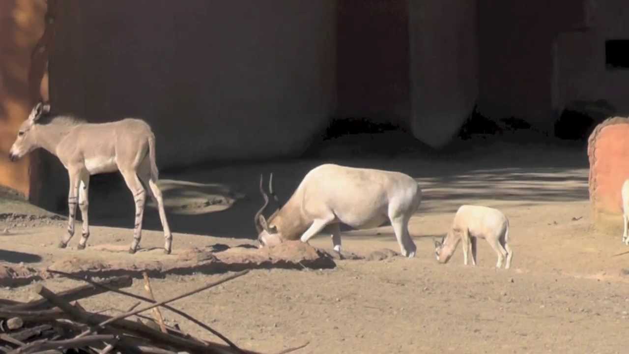 Somali Wildesel lernt