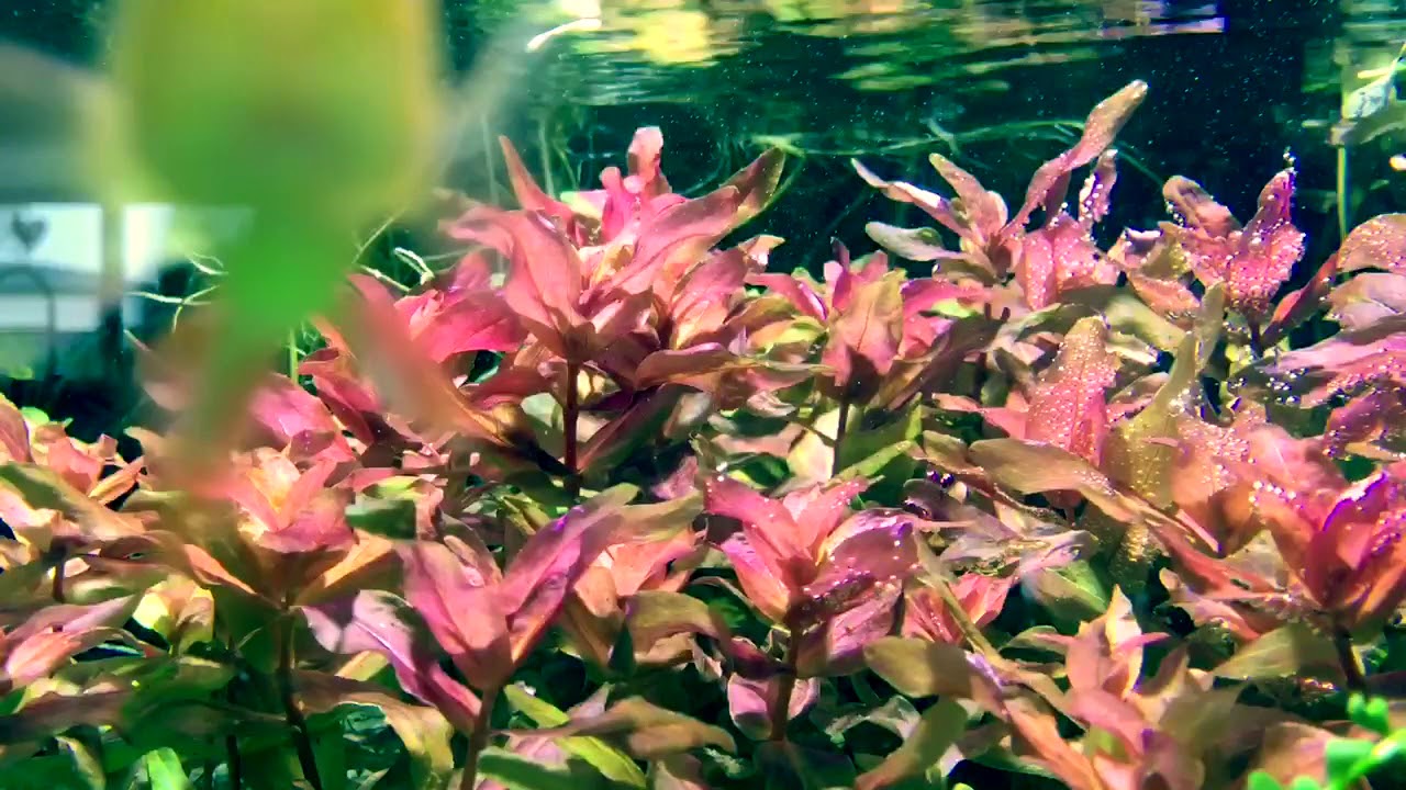 Aquascape Rotala Macrandra Photosynthese