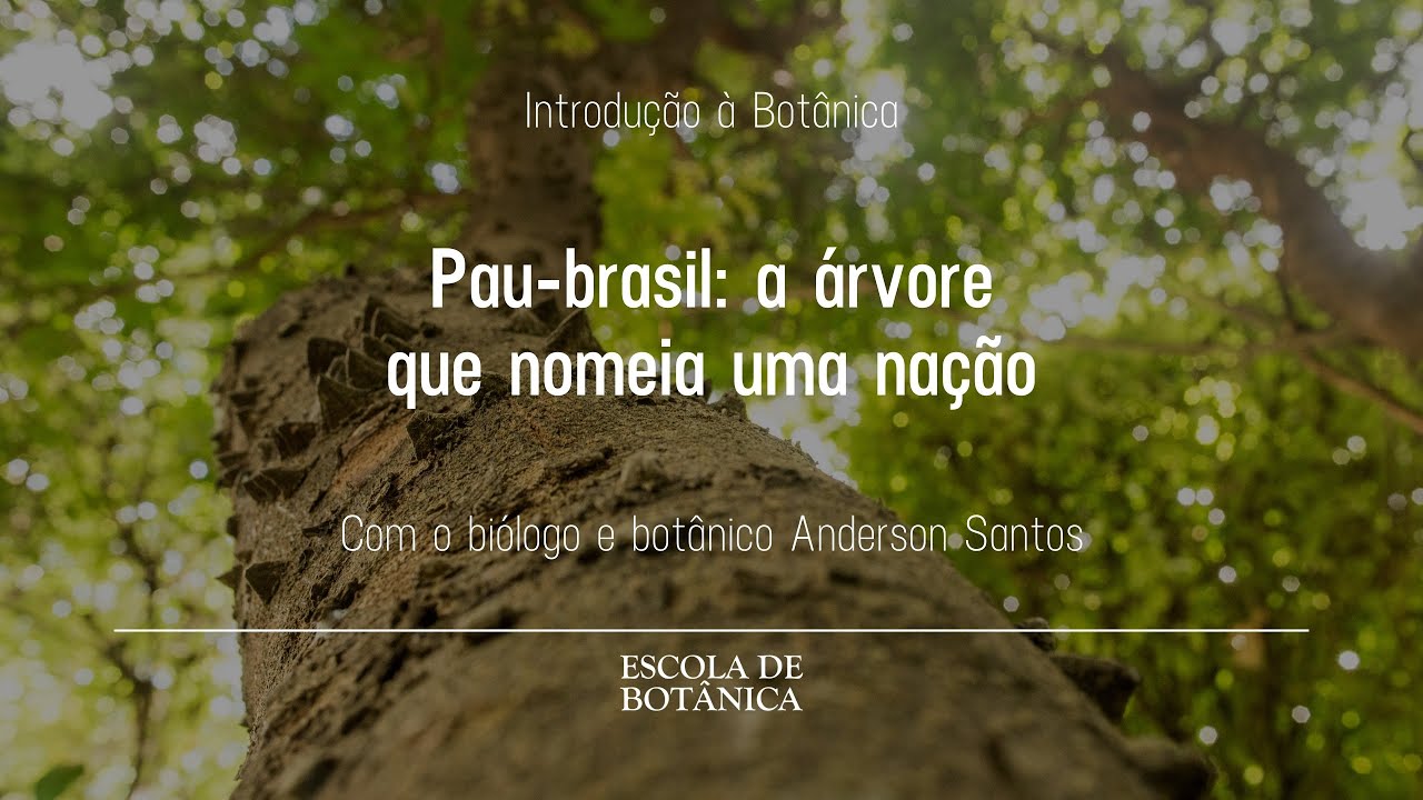 Pau-brasil: a árvore que nomeia uma nação