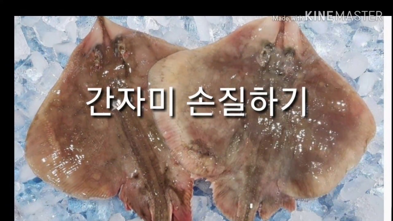 간자미 껍질 벗기기 간재미 손질하기 간자미 회썰기